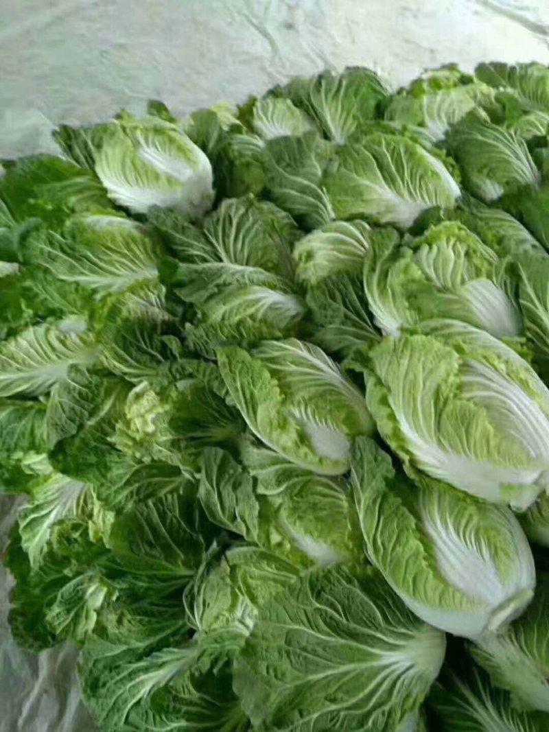 黄心大白菜大量供货中质量保证各种包装齐全一条龙服务