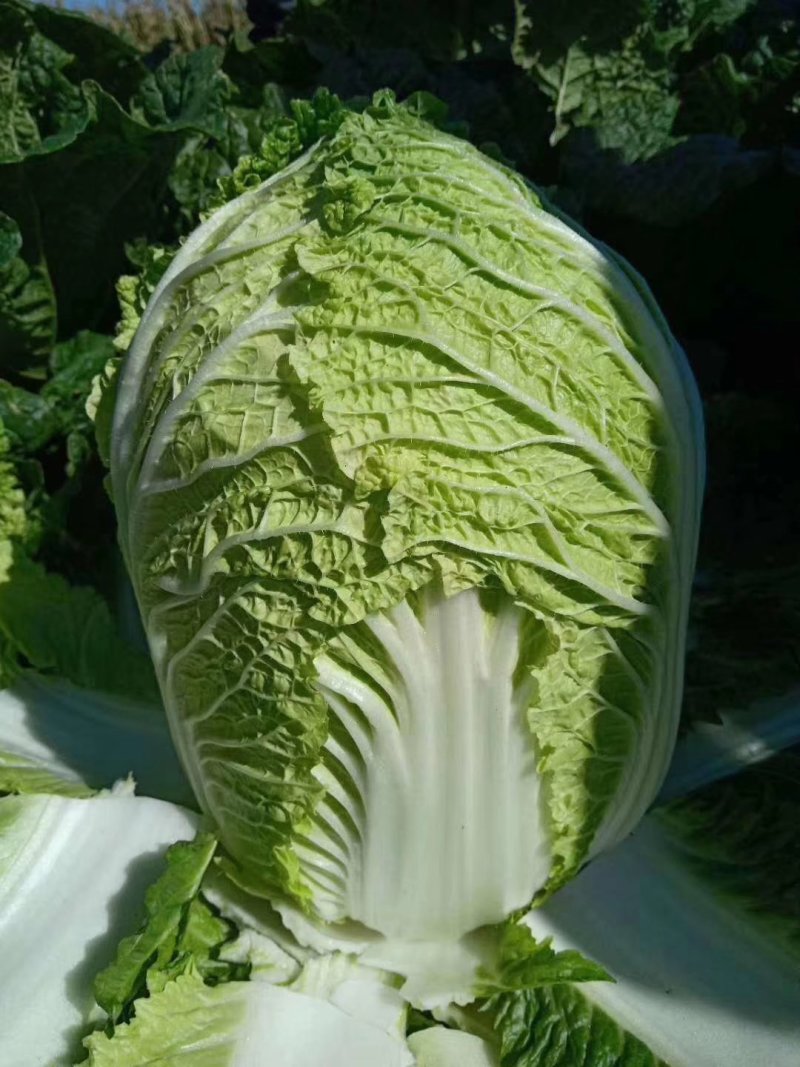 黄心大白菜大量供货中质量保证各种包装齐全一条龙服务