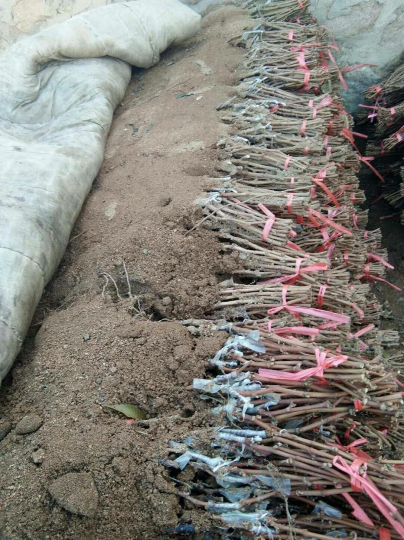 茉莉香葡萄苗，（每棵都精挑细选），假一赔十