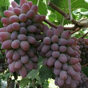 茉莉香葡萄苗,(每棵都精挑细选),假一赔十