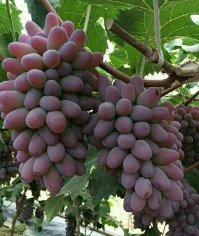 茉莉香葡萄苗，（每棵都精挑细选），假一赔十