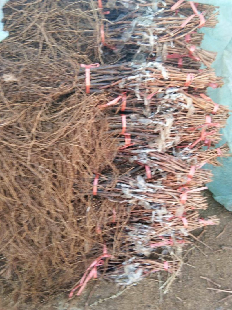 茉莉香葡萄苗，（每棵都精挑细选），假一赔十