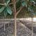 2—6公分精品枇杷树，分支点统一，树形好，价格美丽