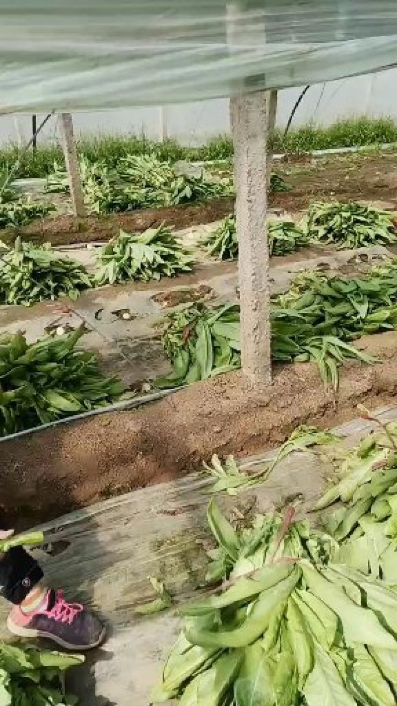 青卅三青皮莴苣