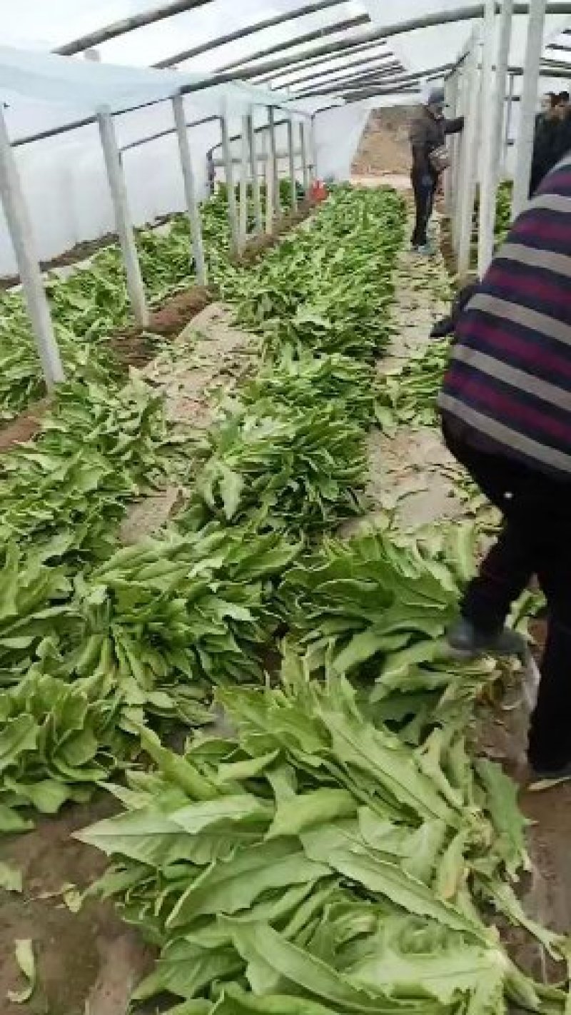 青卅三青皮莴苣