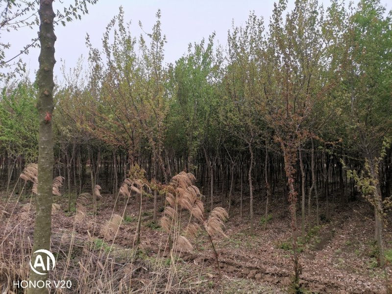 2—6公分精品三角枫，五角枫，基地直供，价格亲民