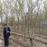 2—6公分精品三角枫，五角枫，基地直供，价格亲民