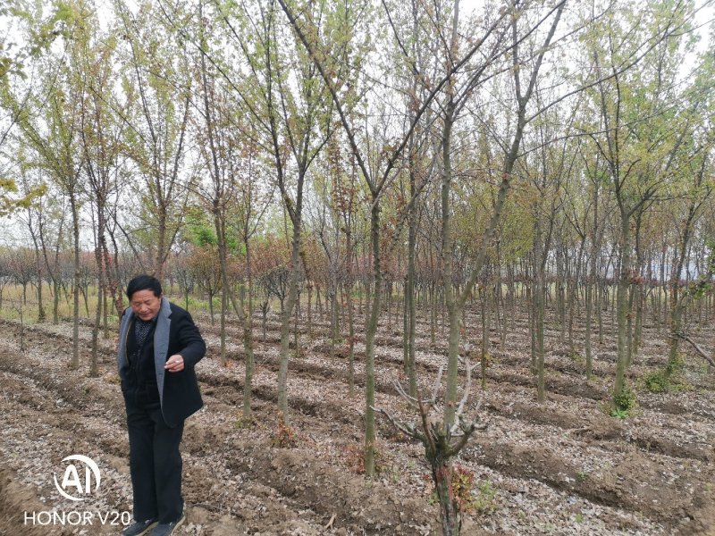 2—6公分精品三角枫，五角枫，基地直供，价格亲民