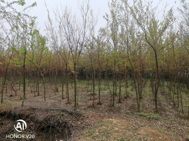 2—6公分精品三角枫，五角枫，基地直供，价格亲民