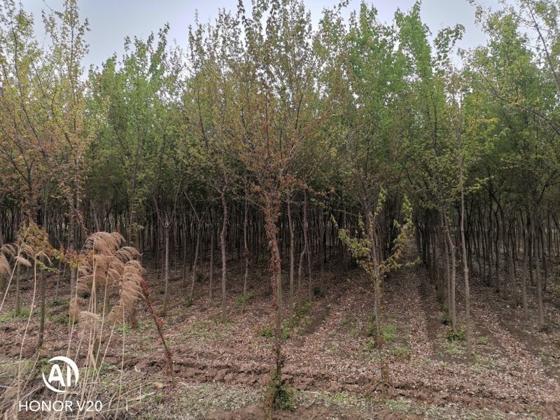 2—6公分精品三角枫，五角枫，基地直供，价格亲民