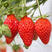 【丹东红颜草莓】精品九九草莓，现采现发，顺丰包邮坏果包赔