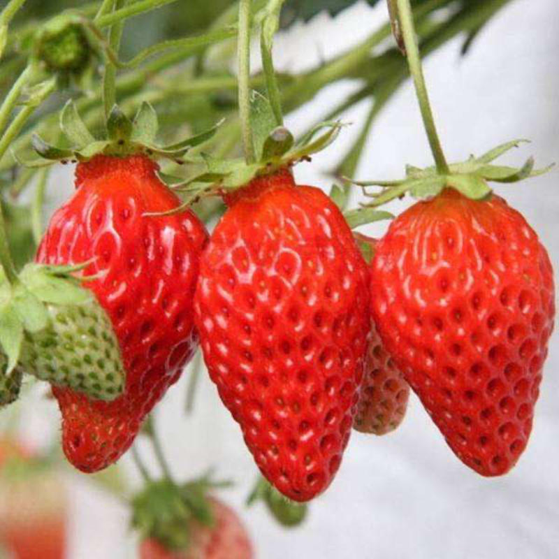 【丹东红颜草莓】精品九九草莓，现采现发，顺丰包邮坏果包赔