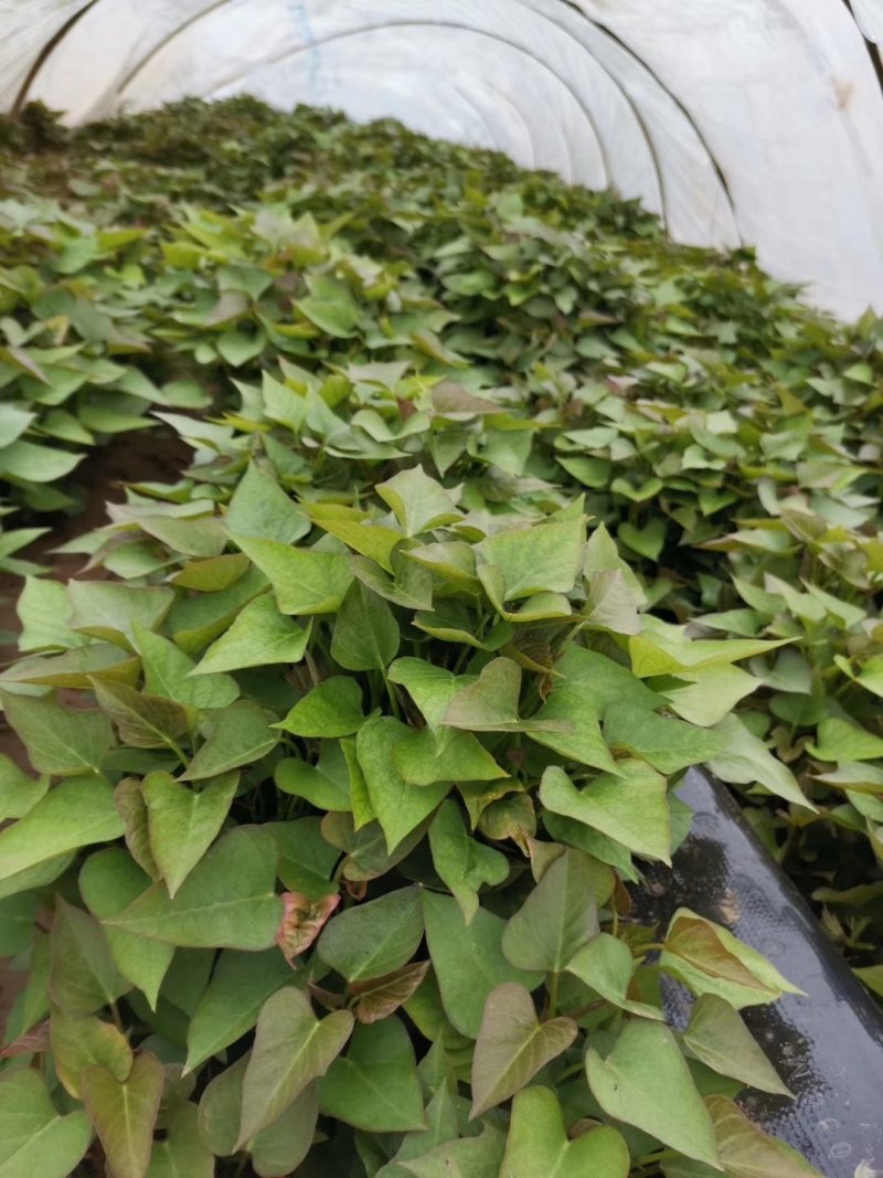 优质脱毒商薯19脱毒红薯苗亩产九千，产地直发，一手货源