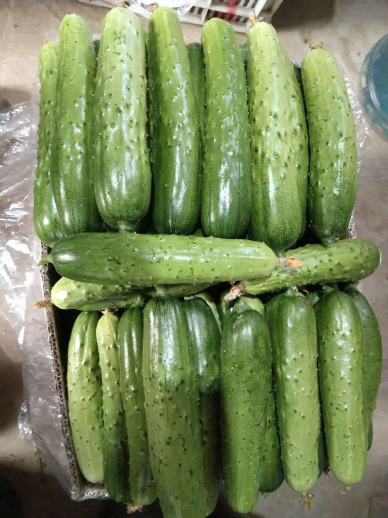 精品小黄瓜，旱黄瓜水果黄瓜现摘现发，保质保量，当天发货新鲜