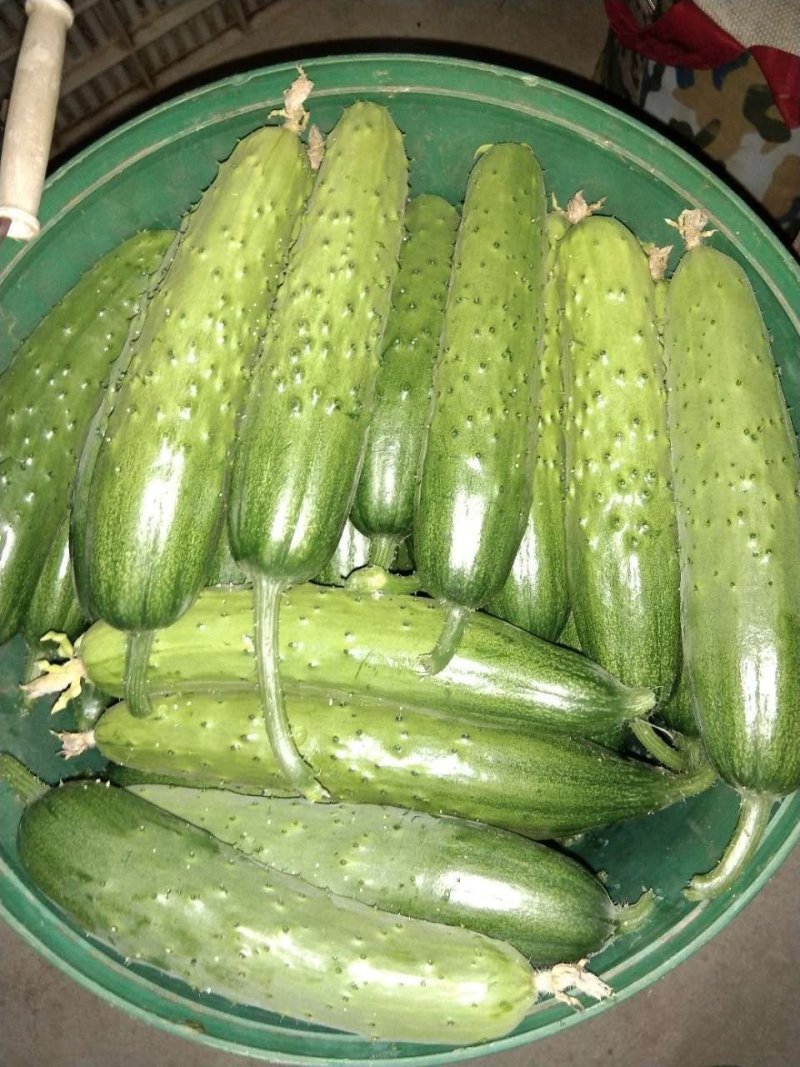 精品小黄瓜，旱黄瓜水果黄瓜现摘现发，保质保量，当天发货新鲜