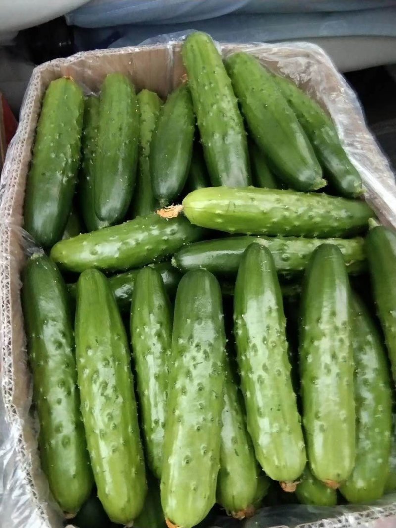 精品小黄瓜，旱黄瓜水果黄瓜现摘现发，保质保量，当天发货新鲜