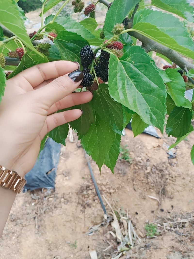 桑葚干