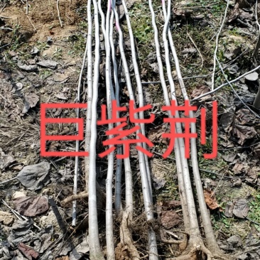 巨紫荆粗2公分左右欢迎有需要的老板咨询选购