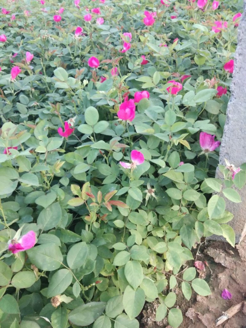 丰花月季，常年供应各种宿根草花绿化苗木等