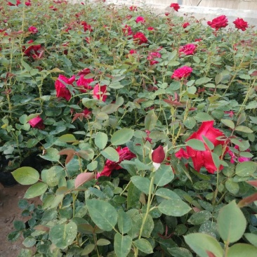 丰花月季，常年供应各种宿根草花绿化苗木等