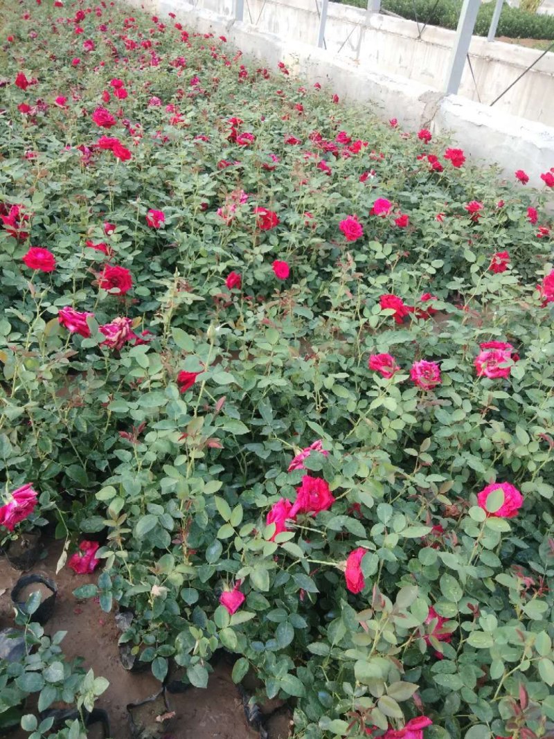 丰花月季，常年供应各种宿根草花绿化苗木等