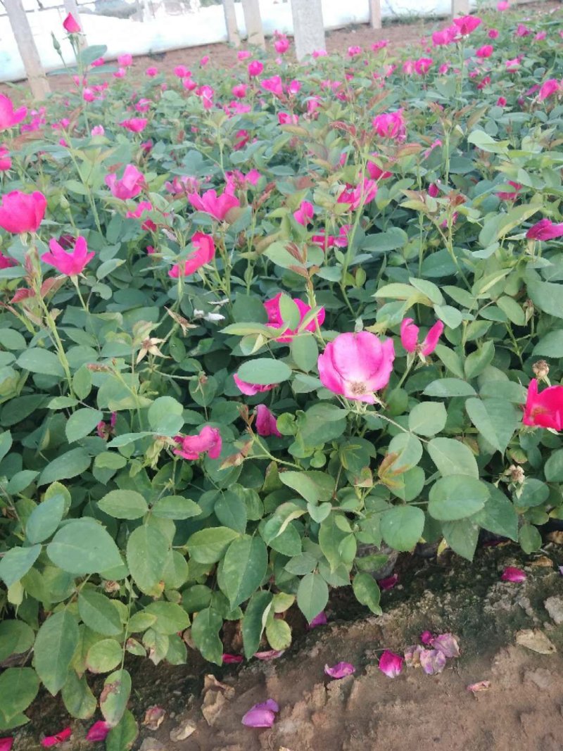 丰花月季，常年供应各种宿根草花绿化苗木等