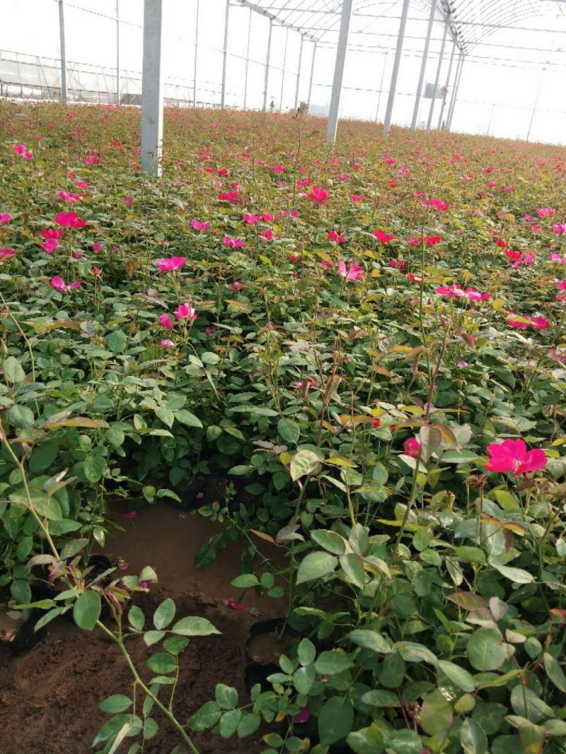 丰花月季，常年供应各种宿根草花绿化苗木等