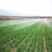 喷灌带微喷带麦田玉米农田