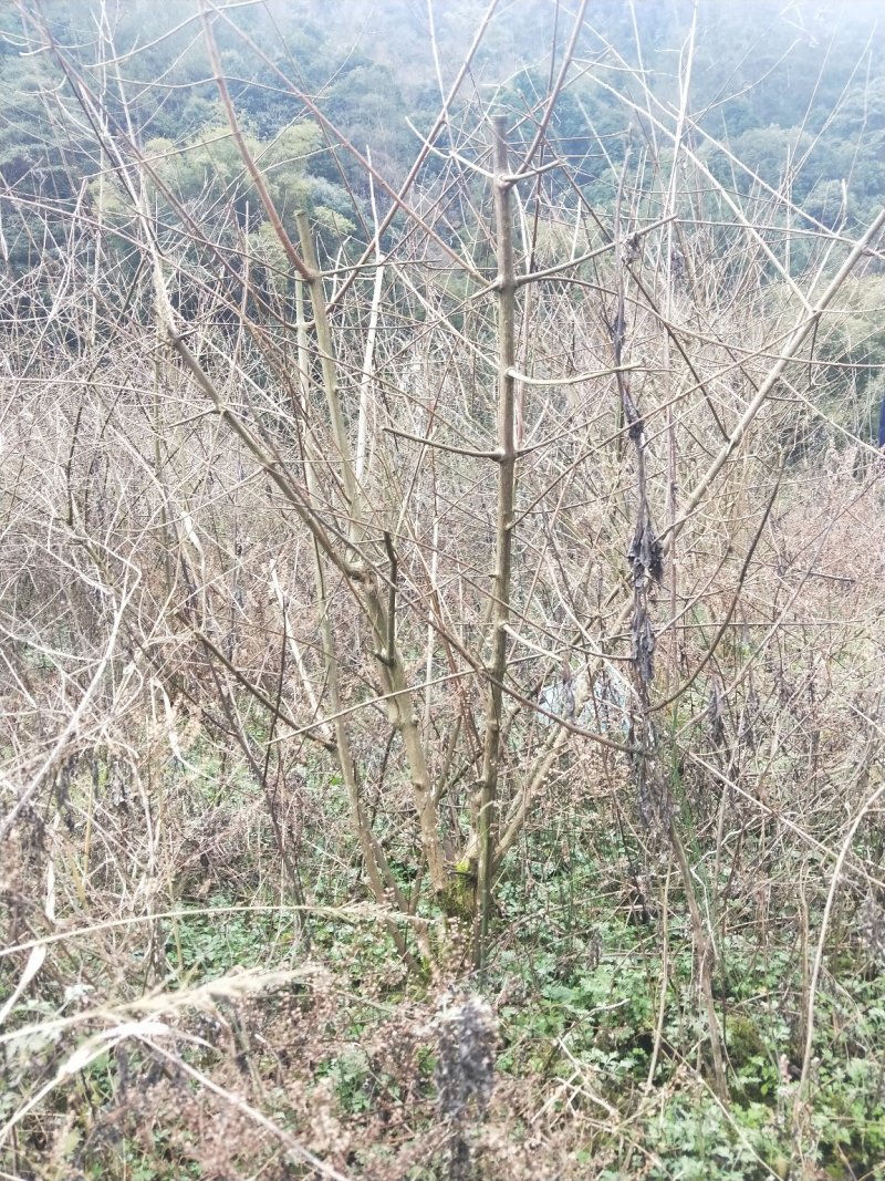 柴腐苗