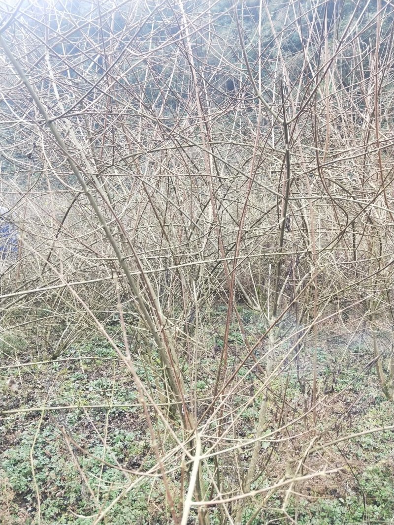 柴腐苗