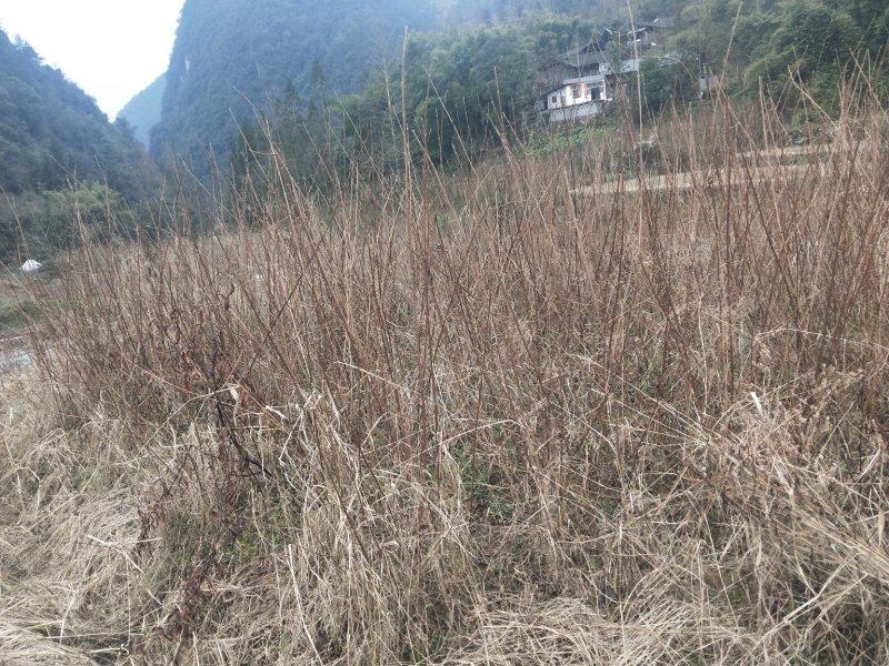 柴腐苗