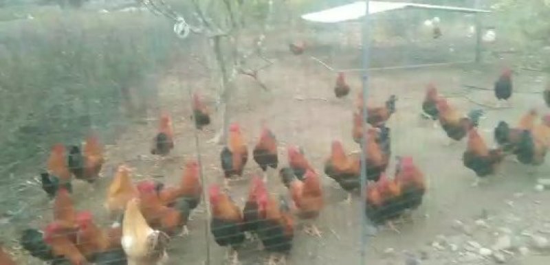 合作生态农庄(立体形)合种植放养(鸡鱼)