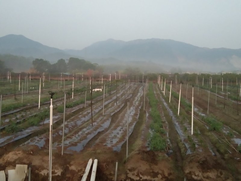 合作生态农庄(立体形)合种植放养(鸡鱼)