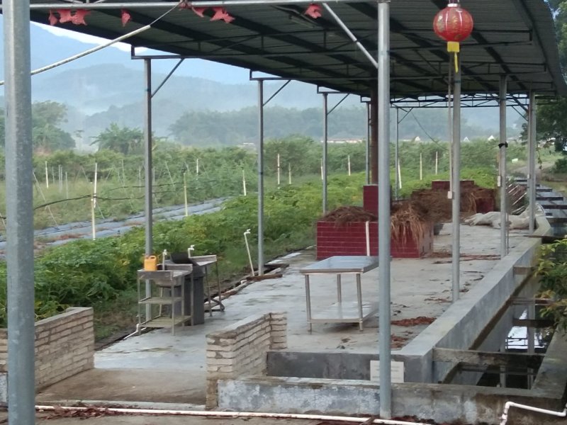 合作生态农庄(立体形)合种植放养(鸡鱼)