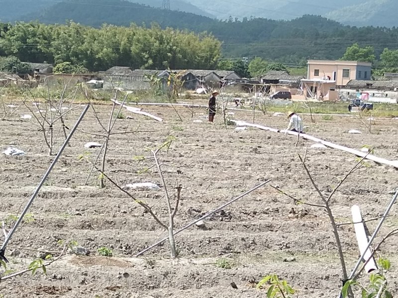 合作生态农庄(立体形)合种植放养(鸡鱼)