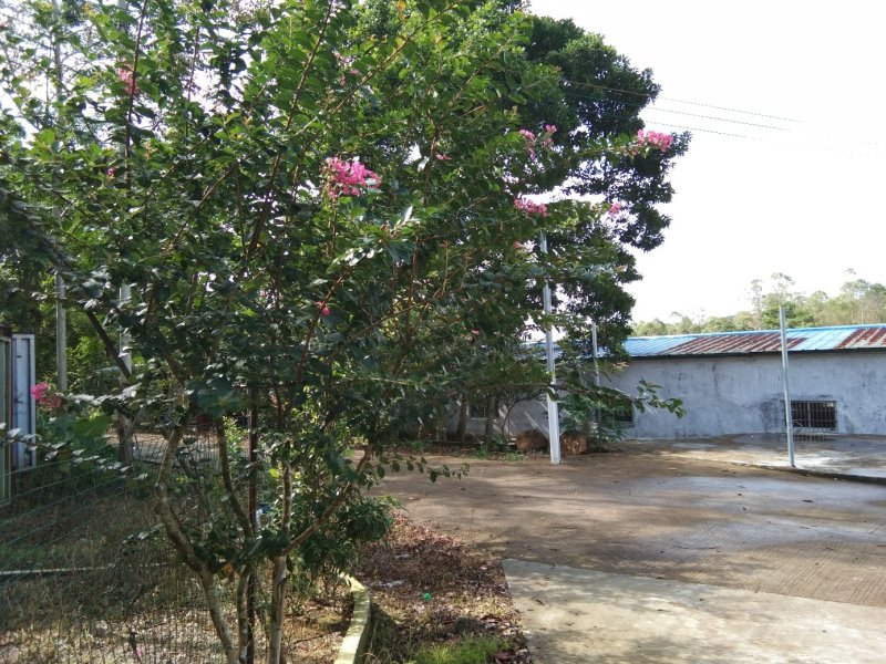 合作生态农庄(立体形)合种植放养(鸡鱼)