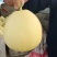 星甜20香瓜，大量上市，产地直销，潍坊青州。