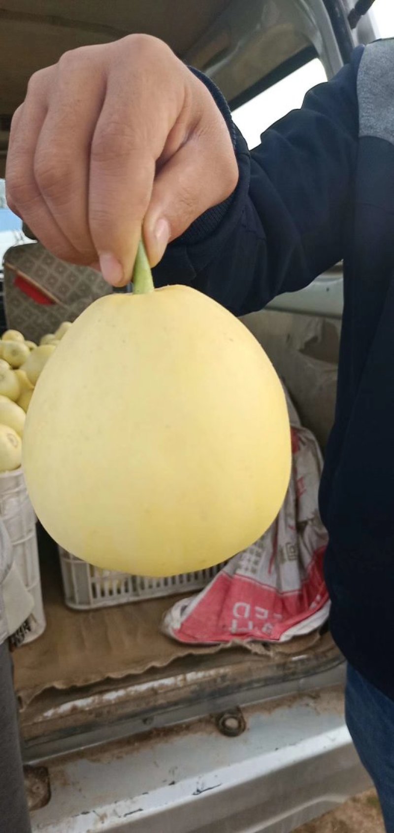 星甜20香瓜，大量上市，产地直销，潍坊青州。