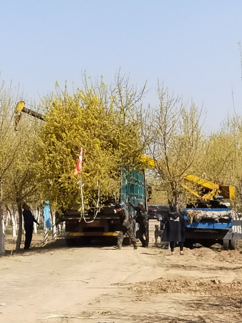 复叶槭，金叶复叶槭，蒙古栎