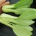山东曹县油菜快菜大量上市