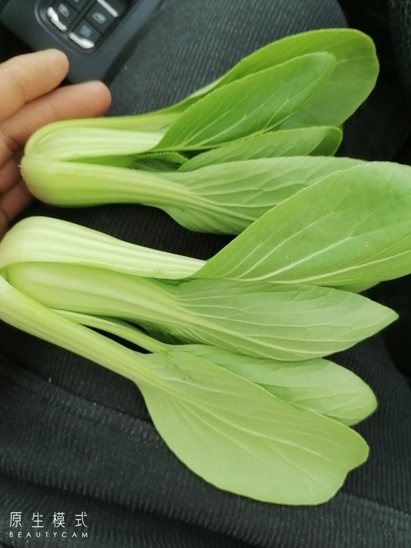 山东曹县油菜快菜大量上市
