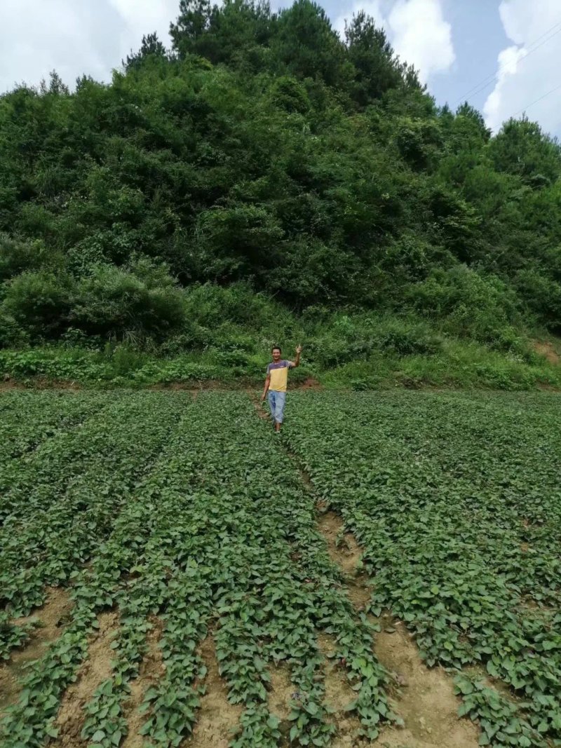 白经