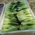 山东曹县油菜快菜大量上市