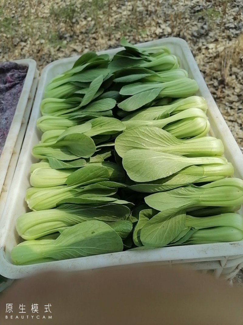 山东曹县油菜快菜大量上市