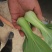 山东曹县油菜快菜大量上市