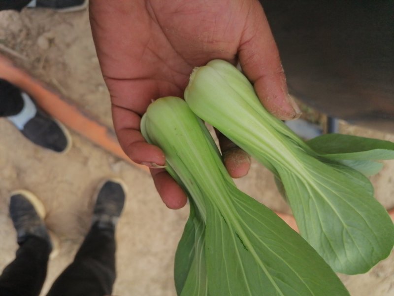 山东曹县油菜快菜大量上市