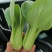 山东曹县油菜快菜大量上市