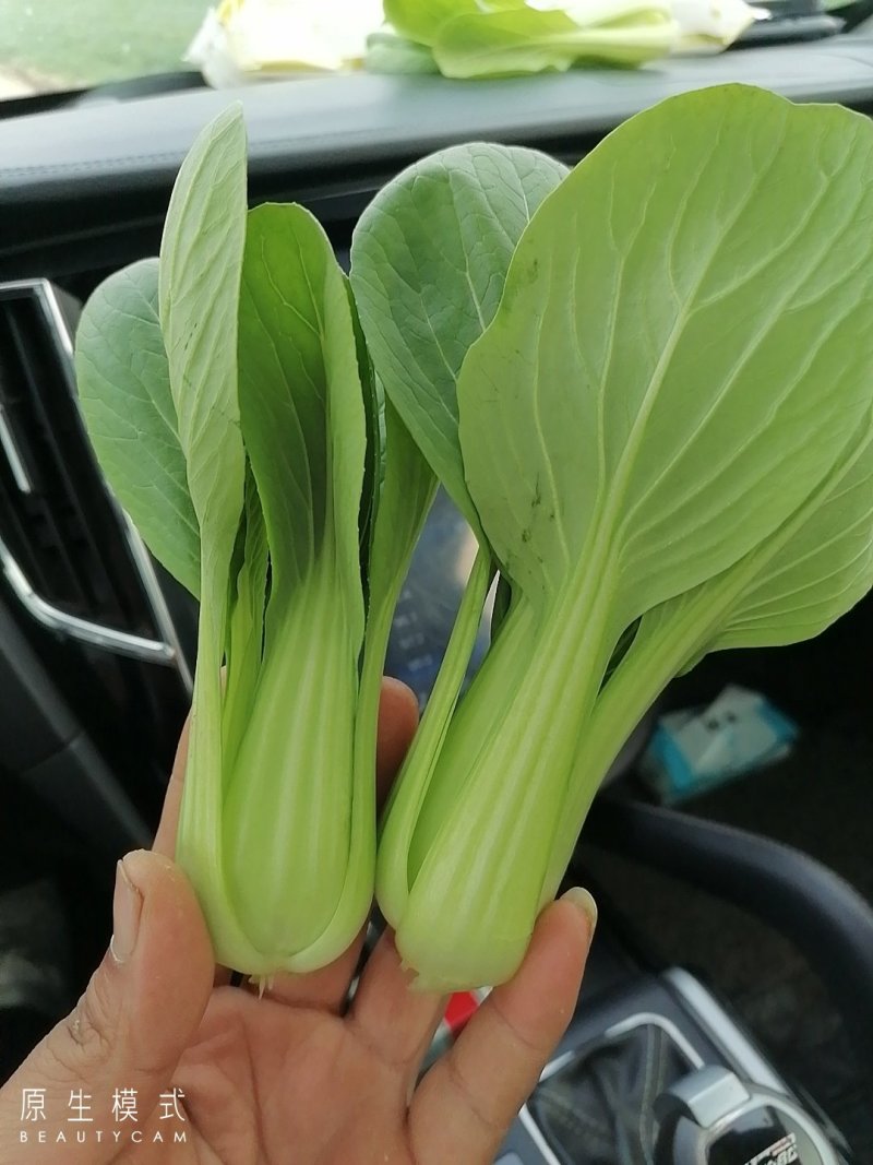 山东曹县油菜快菜大量上市