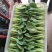 山东曹县油菜快菜大量上市