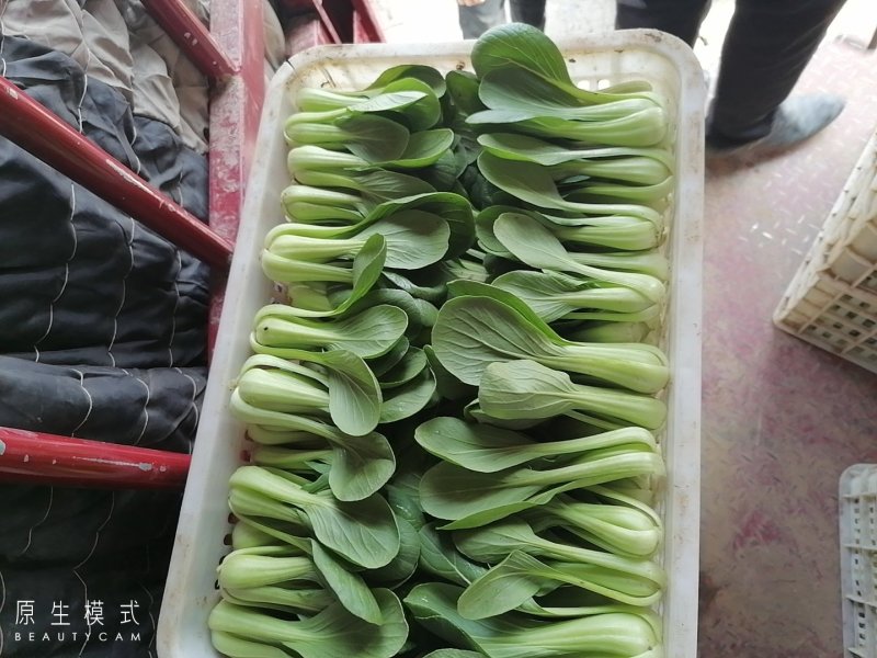 山东曹县油菜快菜大量上市